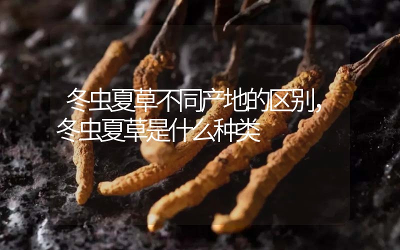 冬蟲夏草不同產(chǎn)地的區(qū)別，冬蟲夏草是什么種類