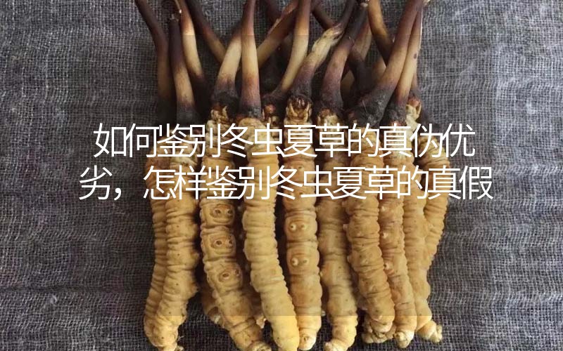 如何鑒別冬蟲夏草的真?zhèn)蝺?yōu)劣，怎樣鑒別冬蟲夏草的真假