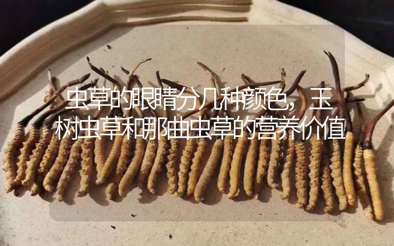 蟲草的眼睛分幾種顏色，玉樹蟲草和那曲蟲草的營養(yǎng)價(jià)值