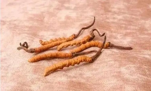 哪個產地的冬蟲夏草營養(yǎng)價值高,哪里的蟲草更好？