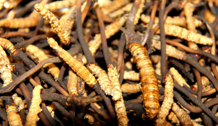 為什么鮮干草泡水味道香味淡，如何判斷冬蟲夏草是不是鮮干草？