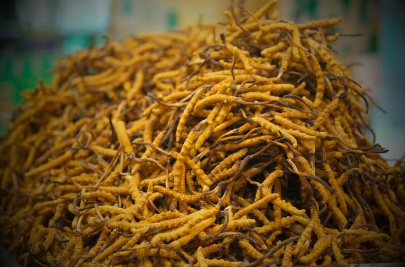 冬蟲夏草的產量為何一年不如一年呢？