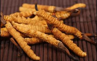 為什么要購(gòu)買新鮮的冬蟲(chóng)夏草？
