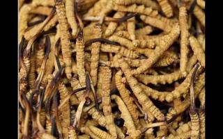 食用冬蟲夏草不能忽視量效關(guān)系？