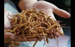 冬蟲夏草的生態(tài)基礎(chǔ)怎么樣？