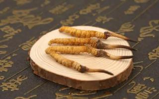 新鮮冬蟲夏草和干草價格有什么不同？