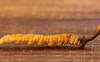 別被假冒偽劣品蒙騙了！如何辨別優(yōu)質(zhì)冬蟲夏草？