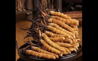 如何保留新鮮冬蟲夏草的營養(yǎng)成分？