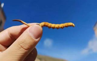 冬蟲(chóng)夏草與蛹蟲(chóng)草有何不同？