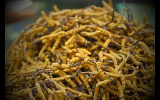 人工養(yǎng)殖的冬蟲(chóng)夏草和野生的有哪些區(qū)別？