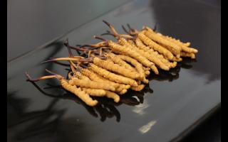 冬蟲夏草的產(chǎn)地鑒別與家庭儲存！