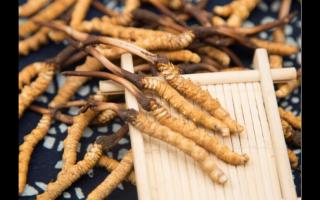 相同大小規(guī)格的冬蟲夏草 為何子座有長有短！