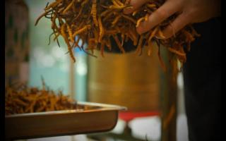 不同產(chǎn)地冬蟲夏草的價(jià)格差別大嗎？