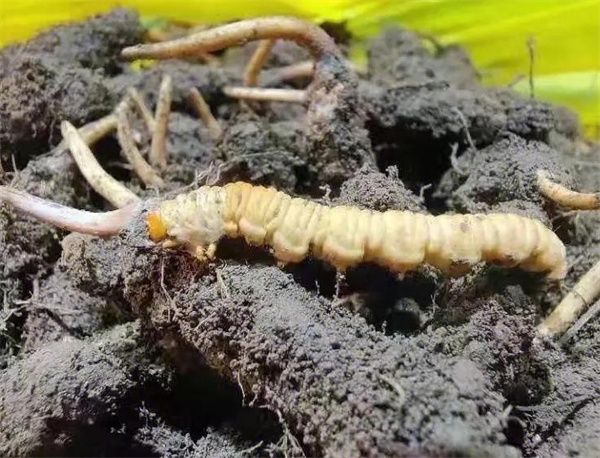 冬蟲夏草怎么種植？冬蟲夏草的種植步驟