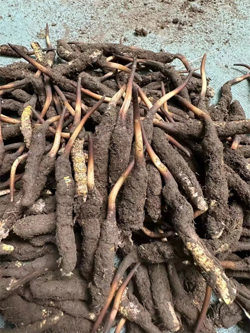 手術(shù)后能否食用冬蟲夏草？專家解答與術(shù)后康復(fù)建議