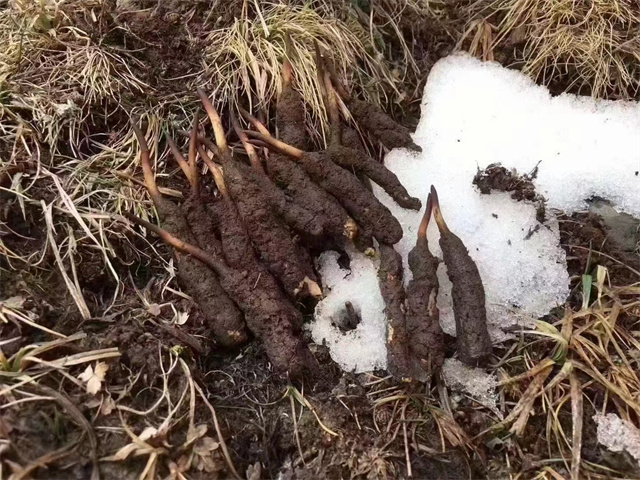 冬蟲夏草只生長在雪山嗎？雪山是冬蟲夏草的主要生長地