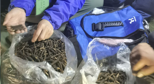 新鮮那曲蟲草多少錢一根？揭秘冬蟲夏草的價格密碼