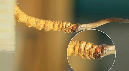 冬蟲夏草新鮮好嗎？解密新鮮蟲草的獨(dú)特價(jià)值