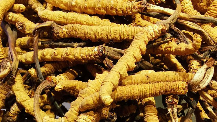 冬蟲夏草是什么味道？揭秘“軟黃金”的獨特風味