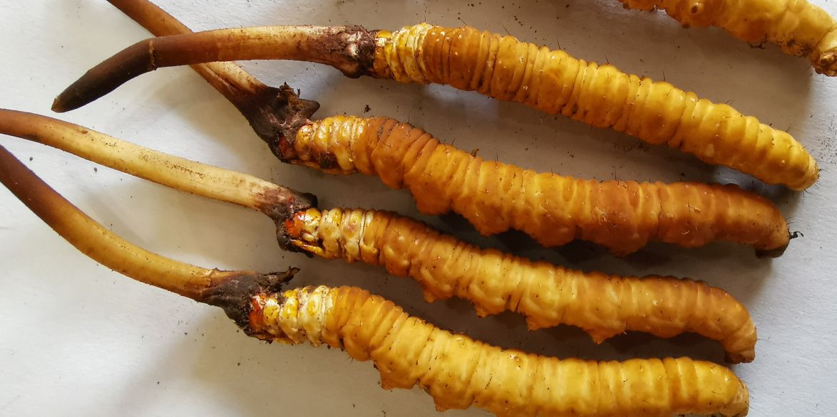 冬蟲夏草泡酒最佳配方：滋補(bǔ)養(yǎng)生，強(qiáng)身健體