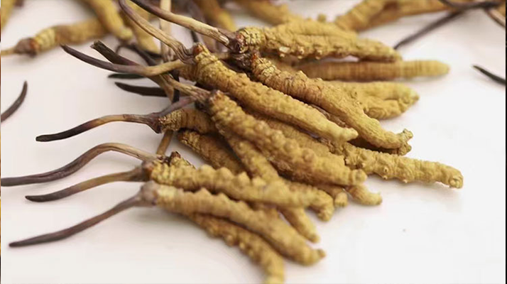 水溫決定營養(yǎng)！冬蟲夏草鮮草泡水溫度全解析?