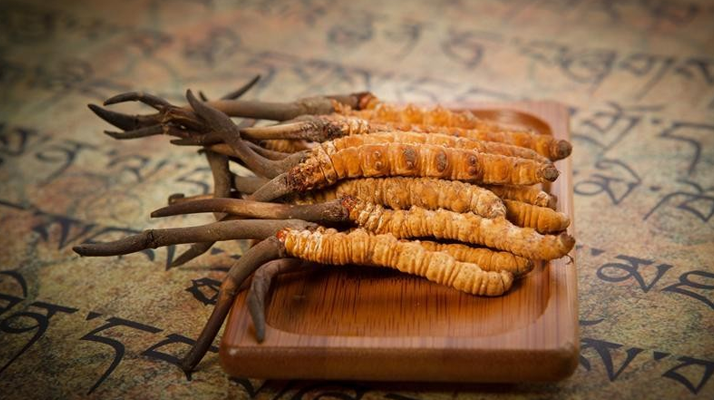 冬蟲(chóng)夏草新鮮價(jià)格探秘：每克多少錢(qián)？