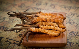 冬蟲(chóng)夏草新鮮價(jià)格探秘：每克多少錢(qián)？