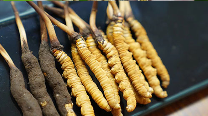 冬蟲夏草鮮草吃多久？科學食用周期與效果解析