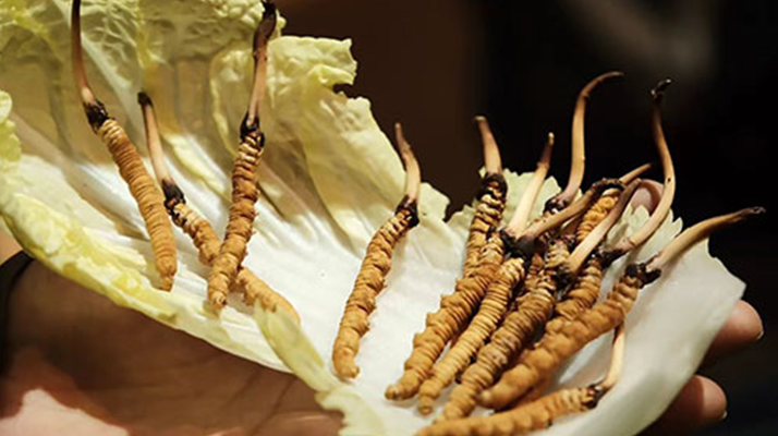 冬蟲夏草：干草與鮮草的終極對比，哪種更適合你？