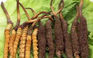 新鮮冬蟲(chóng)夏草能燉湯嗎？