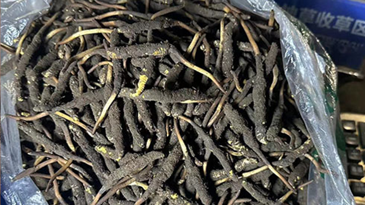 冬蟲夏草可以吃鮮的嗎？一文為你揭秘