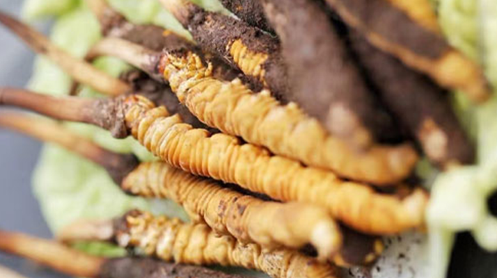 冬蟲(chóng)夏草鮮草可以生吃嗎？一文解讀食用真相