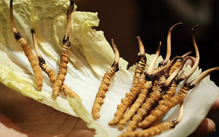 冬蟲夏草為何鮮的好？深度解析鮮蟲草的獨特優(yōu)勢