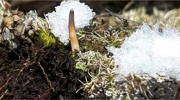 鮮冬蟲夏草燉湯多久能吃？科學燉煮時間全解析