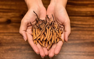 冬蟲(chóng)夏草怎么食用效果好？掌握這些方法發(fā)揮最大功效