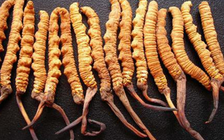 冬蟲夏草是什么味道？解析天然珍品的味覺密碼