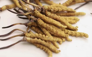 賣冬蟲夏草的地方哪里有？全面解析購(gòu)買渠道與選購(gòu)策略