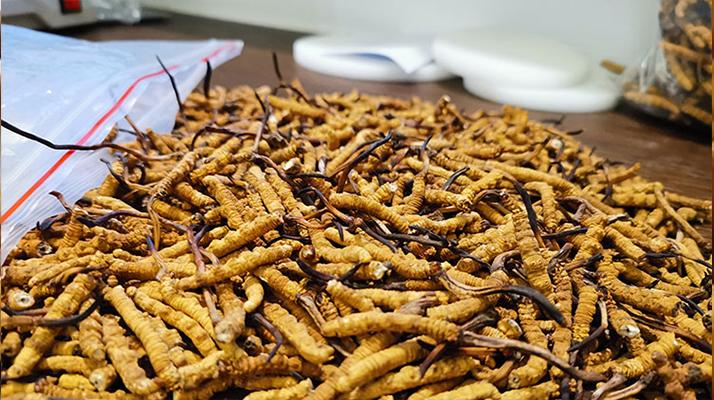 冬蟲(chóng)夏草的鮮草正確吃法