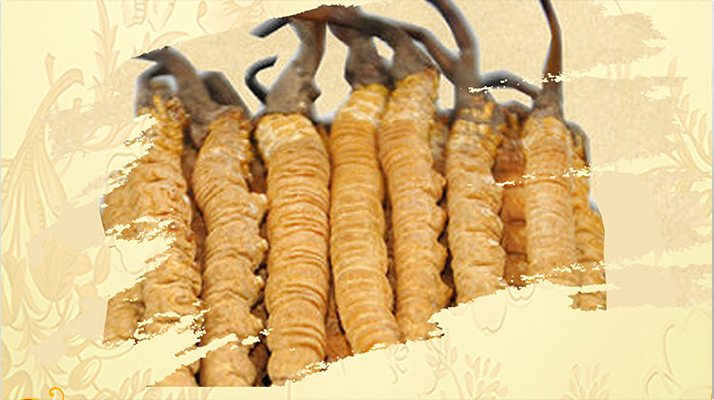 <a href=http://m.czwxjzx.com/ target=_blank class=infotextkey>冬蟲夏草</a>夏天如何保存