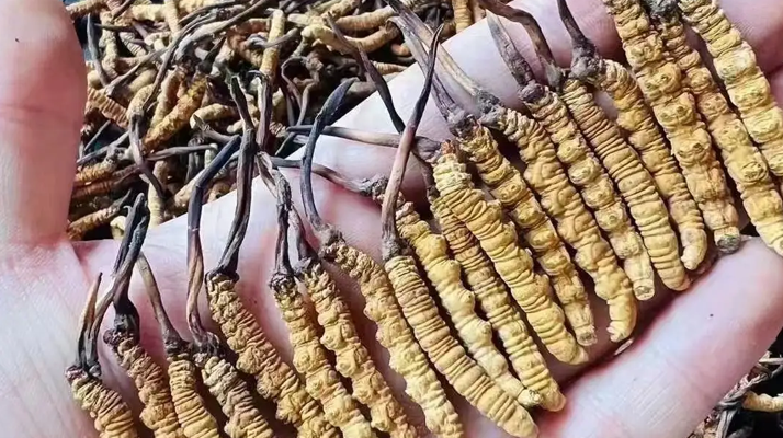 請問冬蟲夏草有什么功能