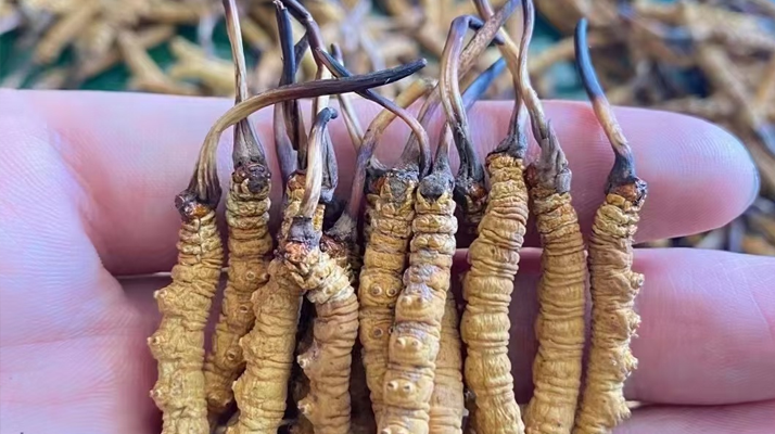 一盒冬蟲夏草多少錢？從規(guī)格到定位的價格解析