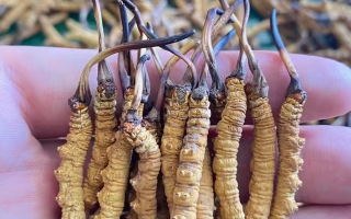 冬蟲夏草等級怎么辨別？專業(yè)指南教你識別優(yōu)劣真?zhèn)?> </div>
            <div   id=