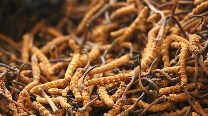 冬蟲夏草一條多少錢？單條價(jià)格的計(jì)算邏輯與實(shí)際范圍