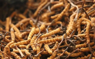 冬蟲夏草一條多少錢？單條價(jià)格的計(jì)算邏輯與實(shí)際范圍