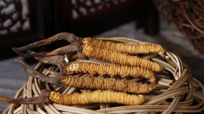 冬蟲夏草煲湯怎么煲好喝？營(yíng)養(yǎng)與口感雙優(yōu)的實(shí)用指南