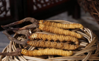 冬蟲夏草煲湯怎么煲好喝？營(yíng)養(yǎng)與口感雙優(yōu)的實(shí)用指南